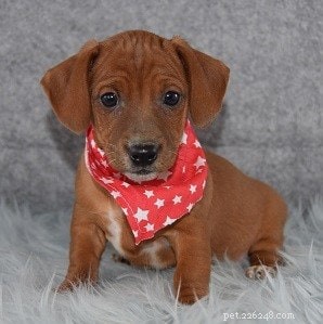 Jackshund Dog: Comprehensive Breed Profile