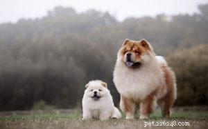 Chow Chow Dog Breed Profile: Origins, Care, and Temperament