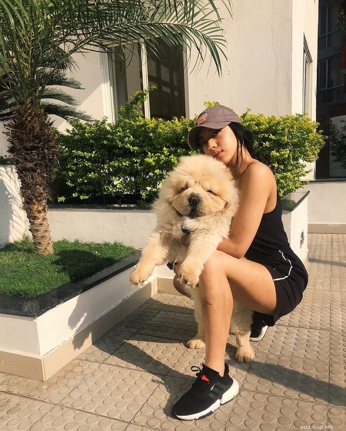Chow Chow Dog Breed Profile: Origins, Care, and Temperament