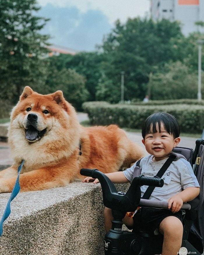 Chow Chow Dog Breed Profile: Origins, Care, and Temperament