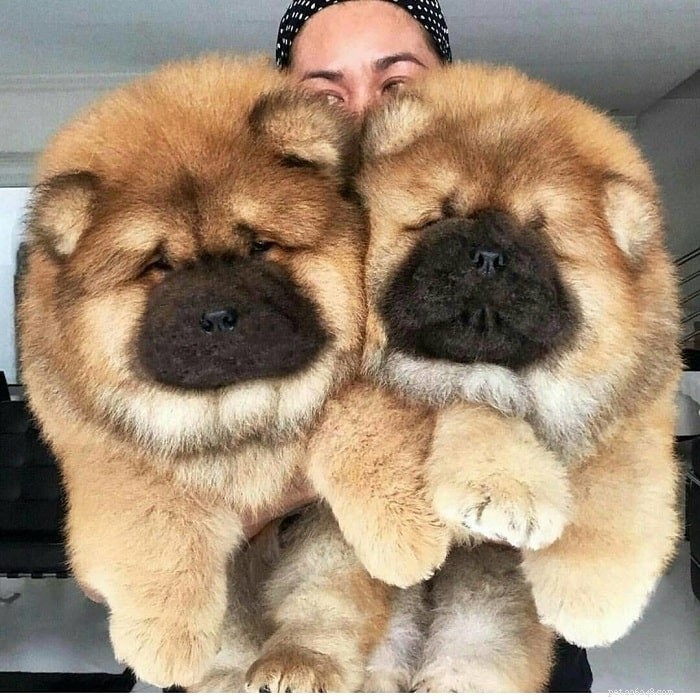 Chow Chow Dog Breed Profile: Origins, Care, and Temperament
