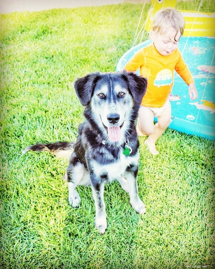 Goberian Dog: A Comprehensive Breed Guide