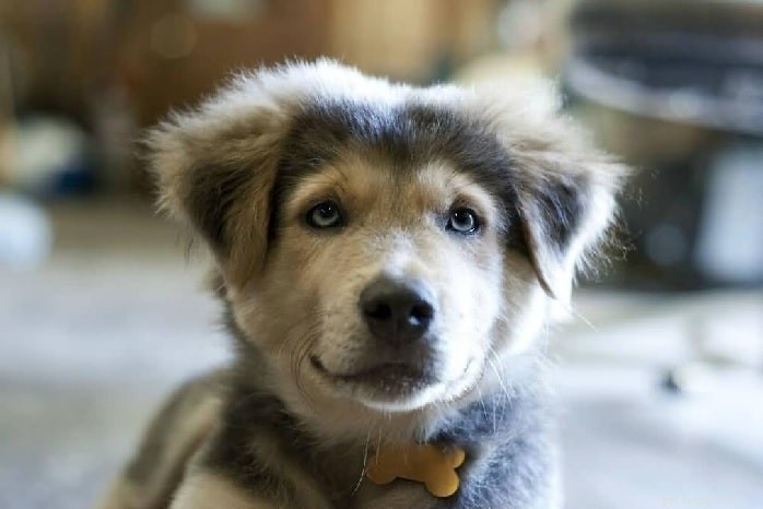 Goberian Dog: A Comprehensive Breed Guide