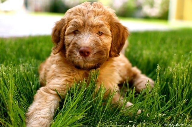 Whoodle Dog Breed: US Origin, Family Companion, Medium‑Sized Doodle Hybrid