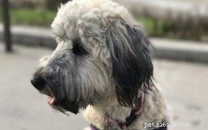 Whoodle Dog Breed: US Origin, Family Companion, Medium‑Sized Doodle Hybrid