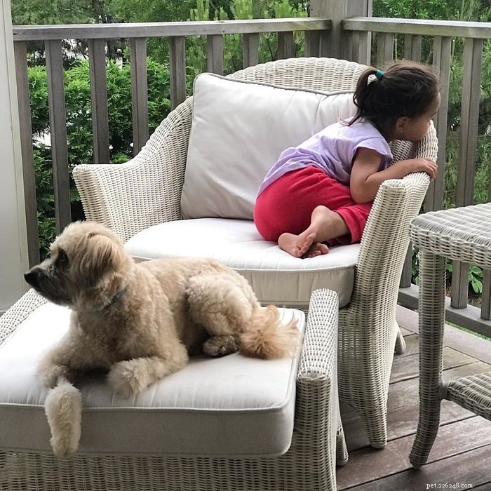 Whoodle Dog Breed: US Origin, Family Companion, Medium‑Sized Doodle Hybrid
