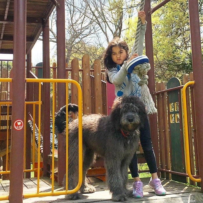 Weimardoodle Dog Breed: Origin, Size, and Care Guide