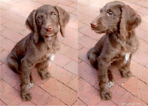 Weimardoodle Dog Breed: Origin, Size, and Care Guide