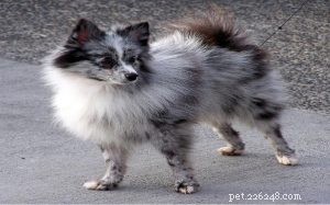 Aussiepom Dog Breed Guide: Traits, Care, and Family Companion