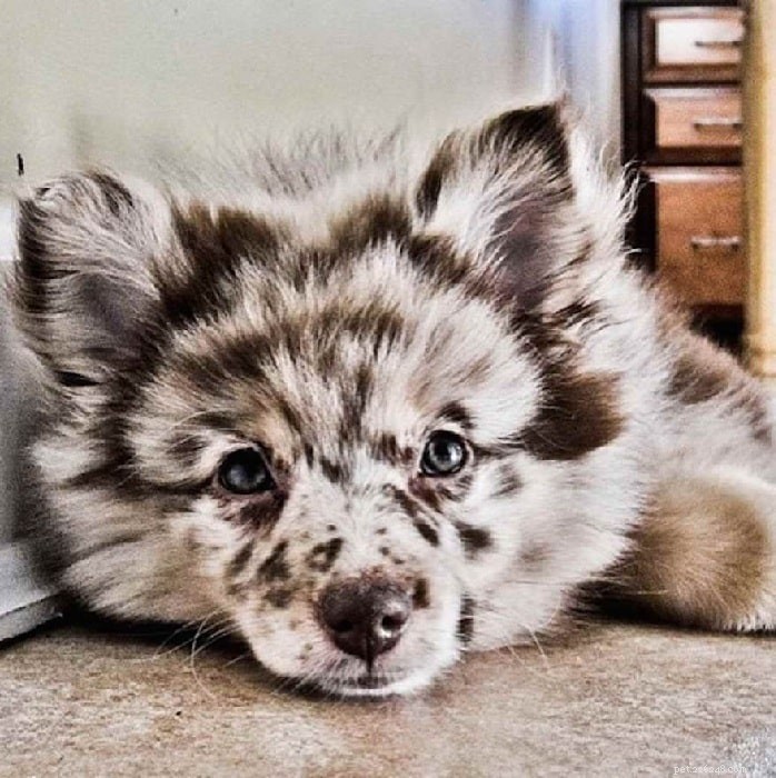 Aussiepom Dog Breed Guide: Traits, Care, and Family Companion