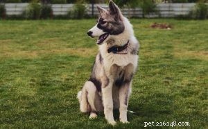 Huskita Dog: A Comprehensive Guide to the Akita-Husky Mix