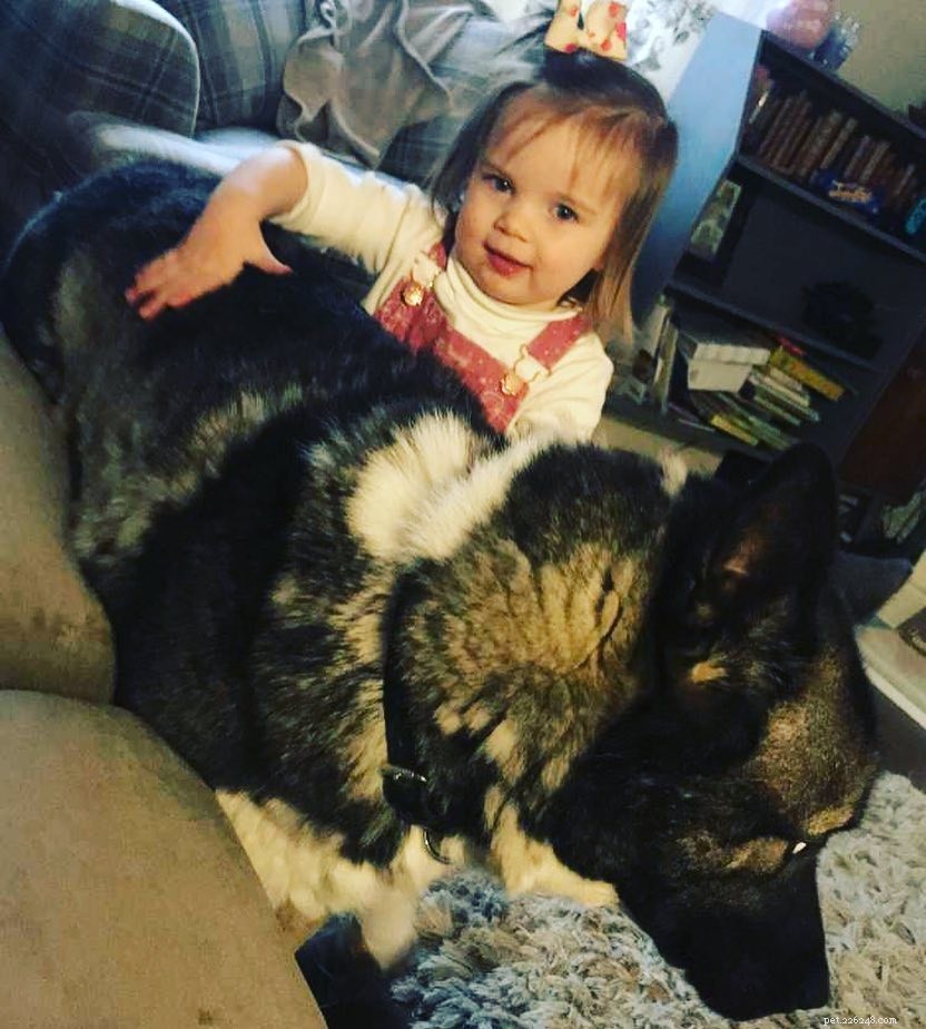 Huskita Dog: A Comprehensive Guide to the Akita-Husky Mix