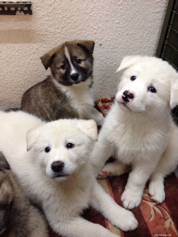 Huskita Dog: A Comprehensive Guide to the Akita-Husky Mix