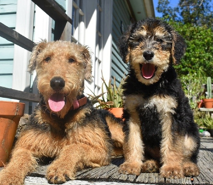 Airedoodle Dog Breed Guide: Origin, Features & Care
