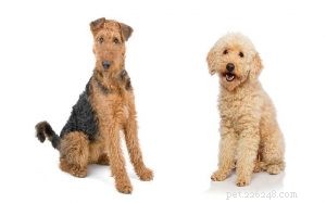 Airedoodle Dog Breed Guide: Origin, Features & Care