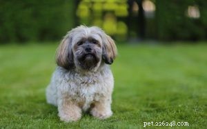 Shih Apso (Lhasa Apso x Shih Tzu) – Comprehensive Breed Guide