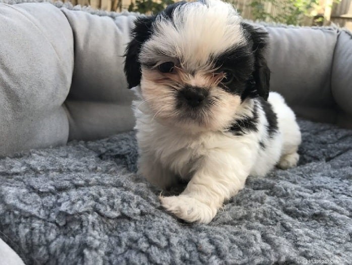 Shih Apso (Lhasa Apso x Shih Tzu) – Comprehensive Breed Guide