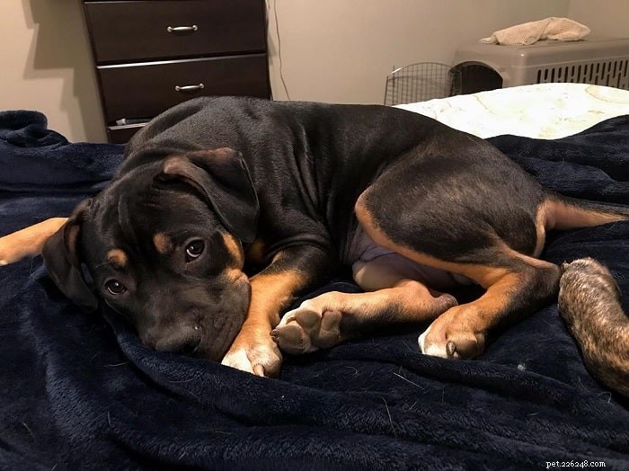 Pitweiler Dog Breed Profile: Traits, Care, and Temperament