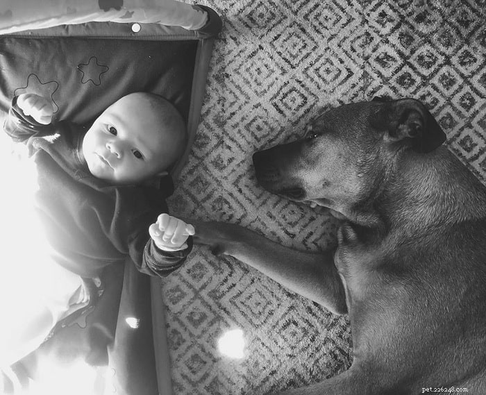 Pitweiler Dog Breed Profile: Traits, Care, and Temperament