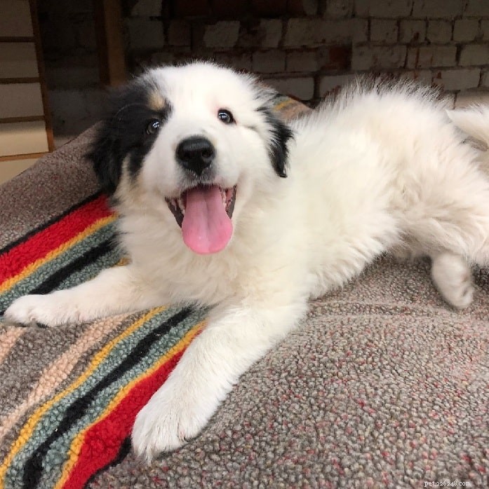 Collie Pyrenees: Key Facts & Care Guide for the Loyal Herding Dog
