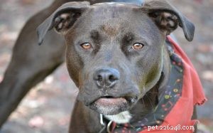 Pitweiler Dog Breed Profile: Traits, Care, and Temperament