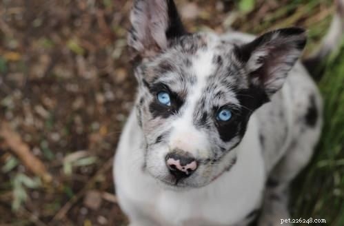 The Koolie: A Versatile Herding Dog for Families and Work