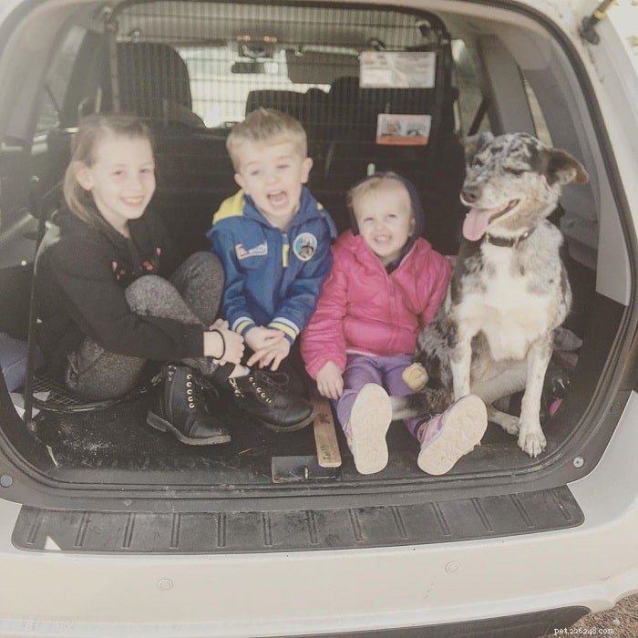The Koolie: A Versatile Herding Dog for Families and Work