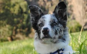 The Koolie: A Versatile Herding Dog for Families and Work