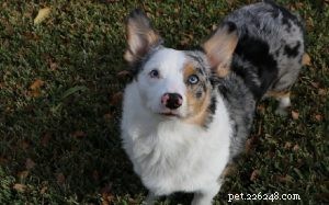 Auggie Dog Breed Profile: US & UK Origin, Medium Size, 12‑15 Year Lifespan, Dense Coat, Ideal Care Tips