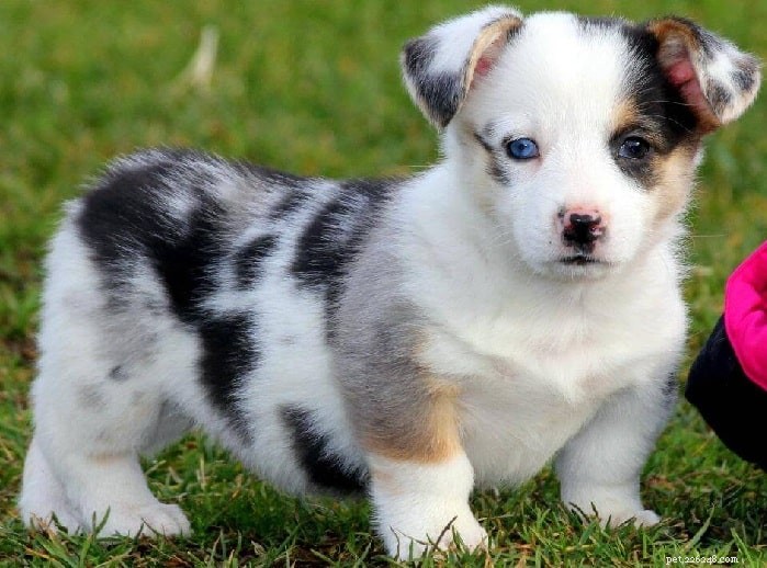 Auggie Dog Breed Profile: US & UK Origin, Medium Size, 12‑15 Year Lifespan, Dense Coat, Ideal Care Tips