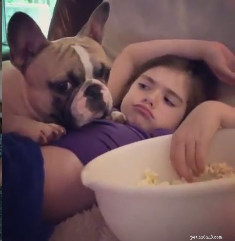 Discover the Frenchie Pug: Traits, Care, and Family-Friendly Appeal