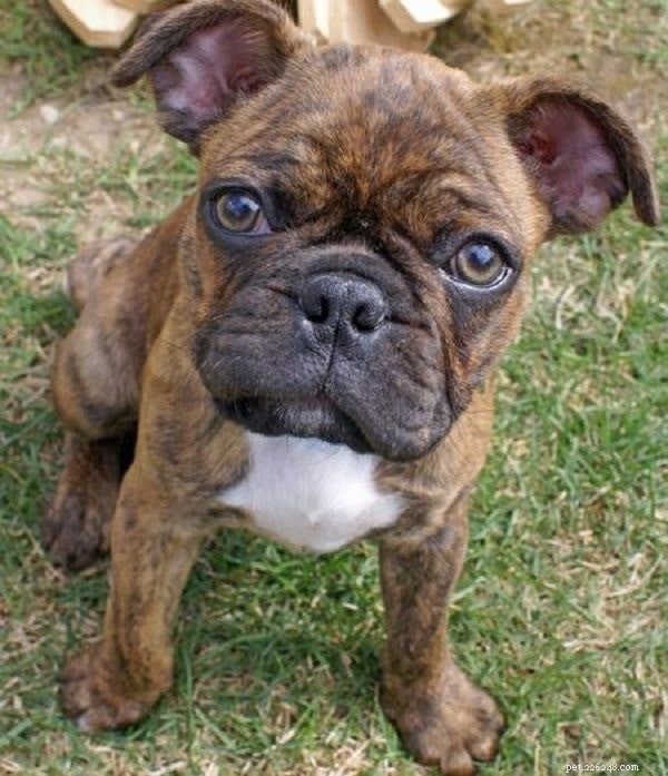 Discover the Frenchie Pug: Traits, Care, and Family-Friendly Appeal
