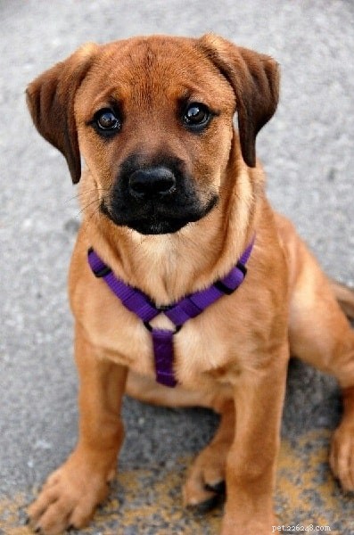 Boxweiler Dog Breed Overview – Characteristics, Care, and Facts