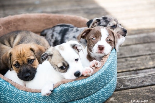 Mongrel Dogs: Comprehensive Breed Guide & Care Tips