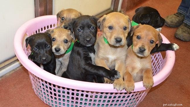 Mongrel Dogs: Comprehensive Breed Guide & Care Tips