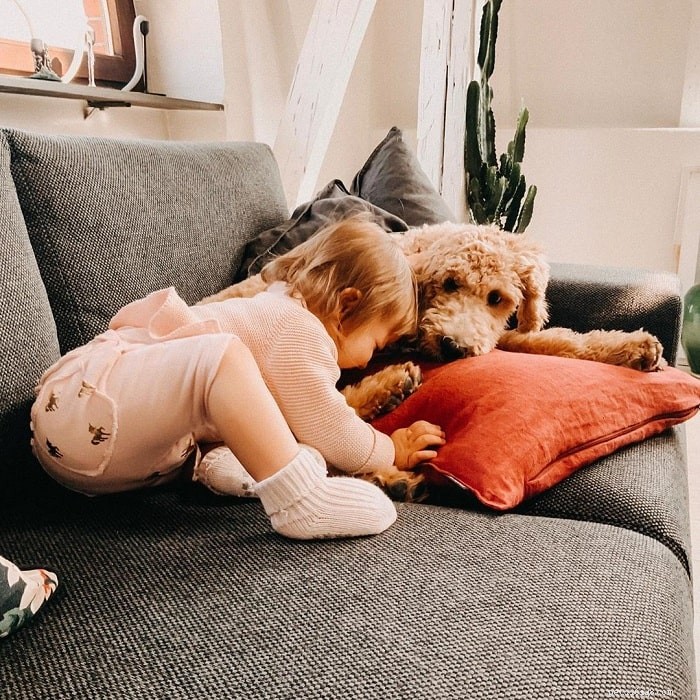 Goldendoodle Dog Breed Overview: Characteristics, Care, and Family Companion Guide