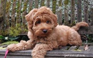 Labradoodle Breed Guide: Origin, Size, and Care