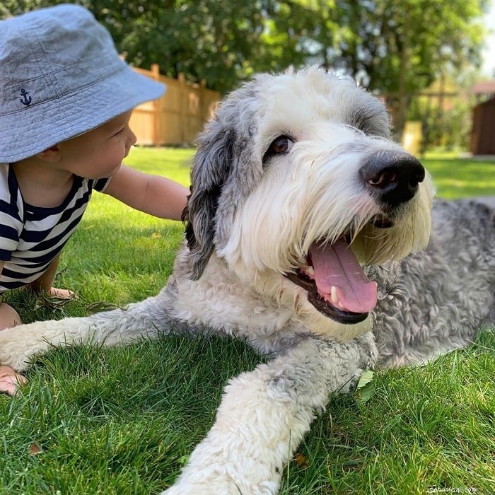 Sheepadoodle: A Comprehensive Guide to the Unique Crossbreed