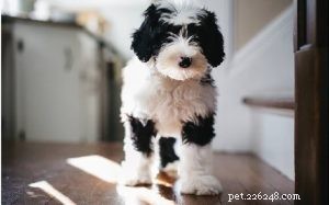 Sheepadoodle: A Comprehensive Guide to the Unique Crossbreed