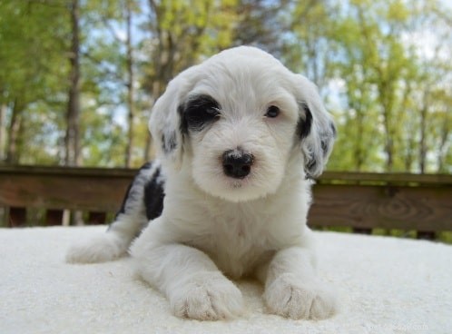 Sheepadoodle: A Comprehensive Guide to the Unique Crossbreed