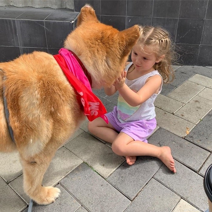 Chow Shepherd Dog: Comprehensive Breed Overview & Care Guide