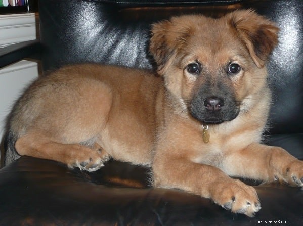 Chow Shepherd Dog: Comprehensive Breed Overview & Care Guide