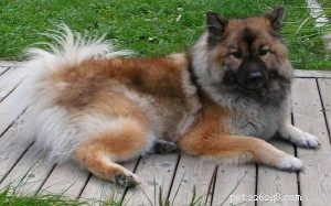 Chow Shepherd Dog: Comprehensive Breed Overview & Care Guide