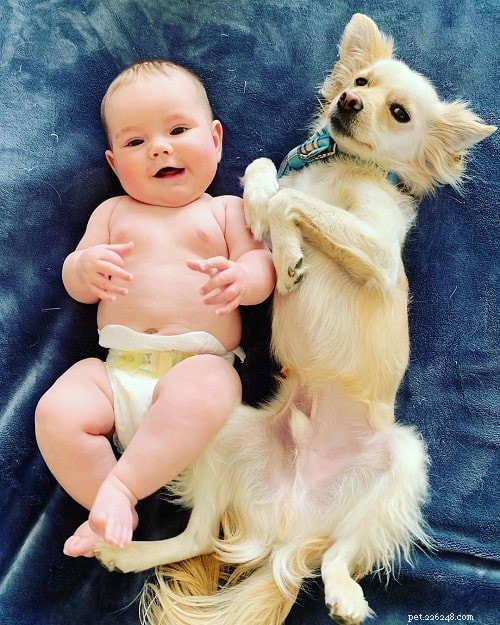 Chion: The Charming Papillon-Chihuahua Mix - Breed Profile, Care & Traits