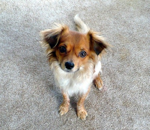 Chion: The Charming Papillon-Chihuahua Mix - Breed Profile, Care & Traits