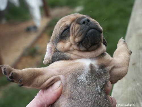 Daug Dog: Complete Breed Profile & Care Guide