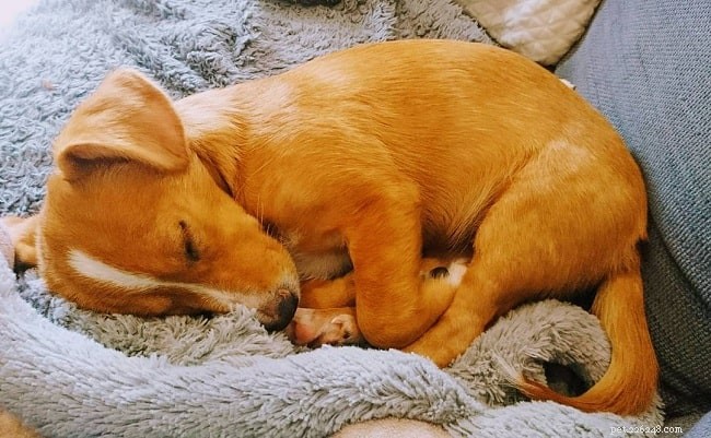 Corsengi Dog: Origin, Traits, and Care Guide