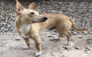 Corsengi Dog: Origin, Traits, and Care Guide