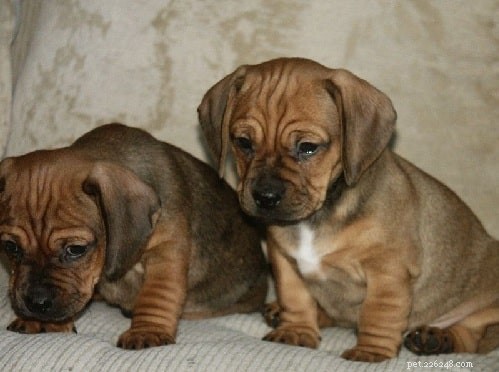 Daug Dog: Complete Breed Profile & Care Guide