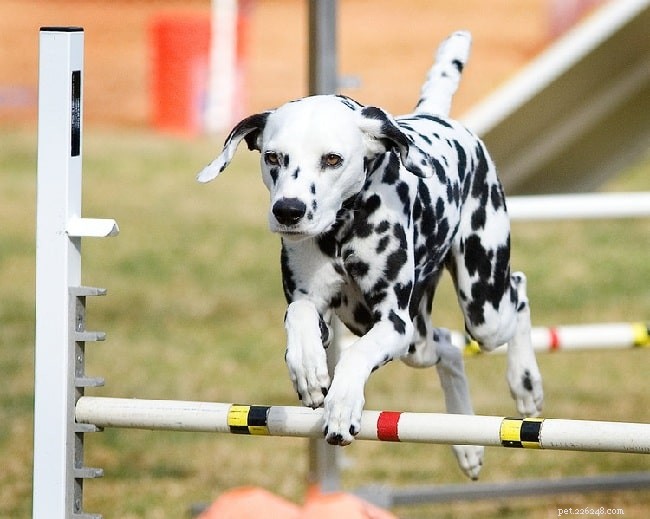 Understanding Dalmatian Behavior: Traits, Energy, and Family Compatibility